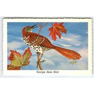 1968 Ken Haag Georgia State Bird Postcard Brown Thrasher Artist Card